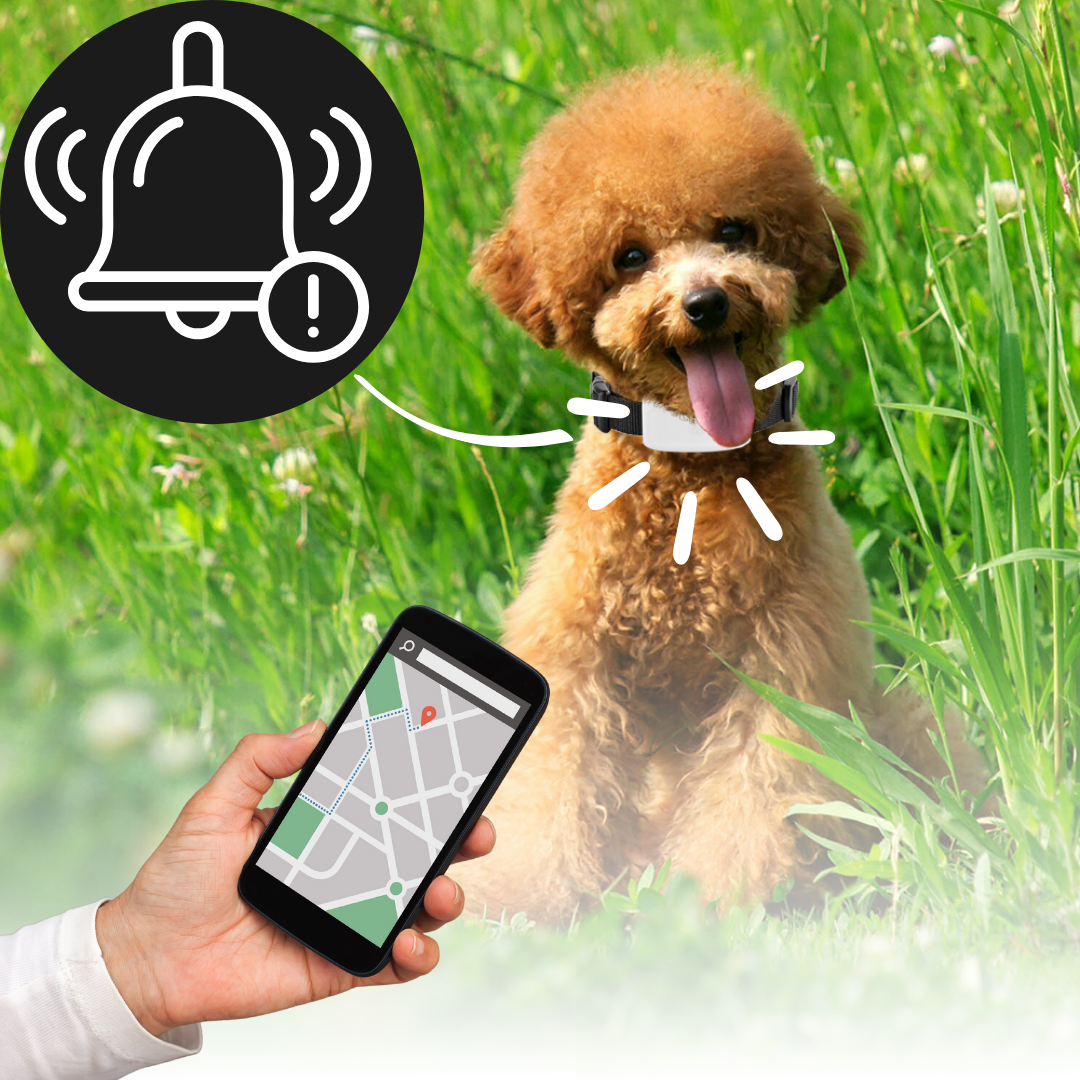 Collare GPS per animali domestici
