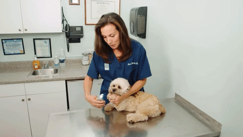 PawGuard Pro Nail Clippers with Advanced Quick Sensors