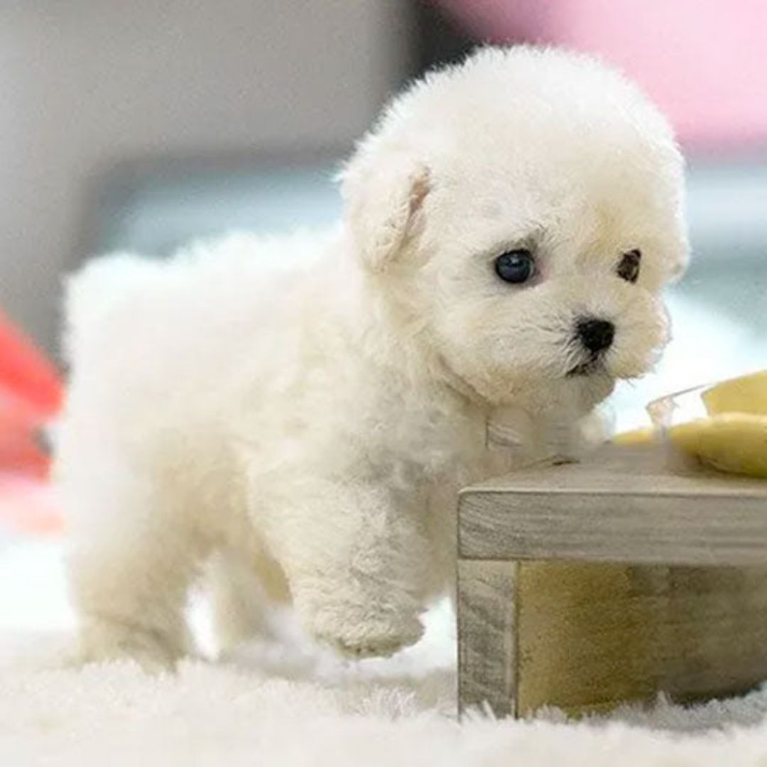 Puili | Giocattolo interattivo cane robot Nicoo cucciolo realistico per bambini