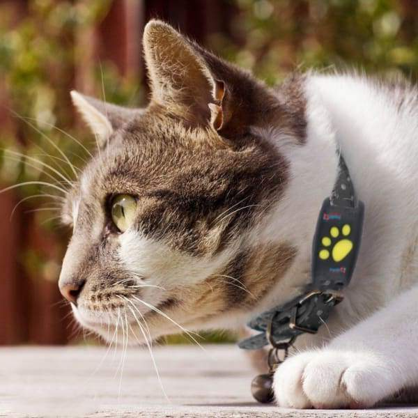 Dog GPS Tracker Locator Device – Real-Time Pet Tracking with No Monthly Fees